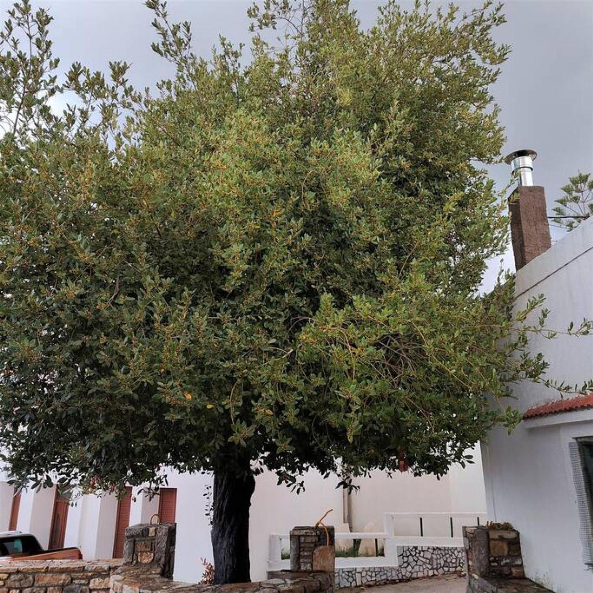Laurel Lk In Rhodes Ferienhaus